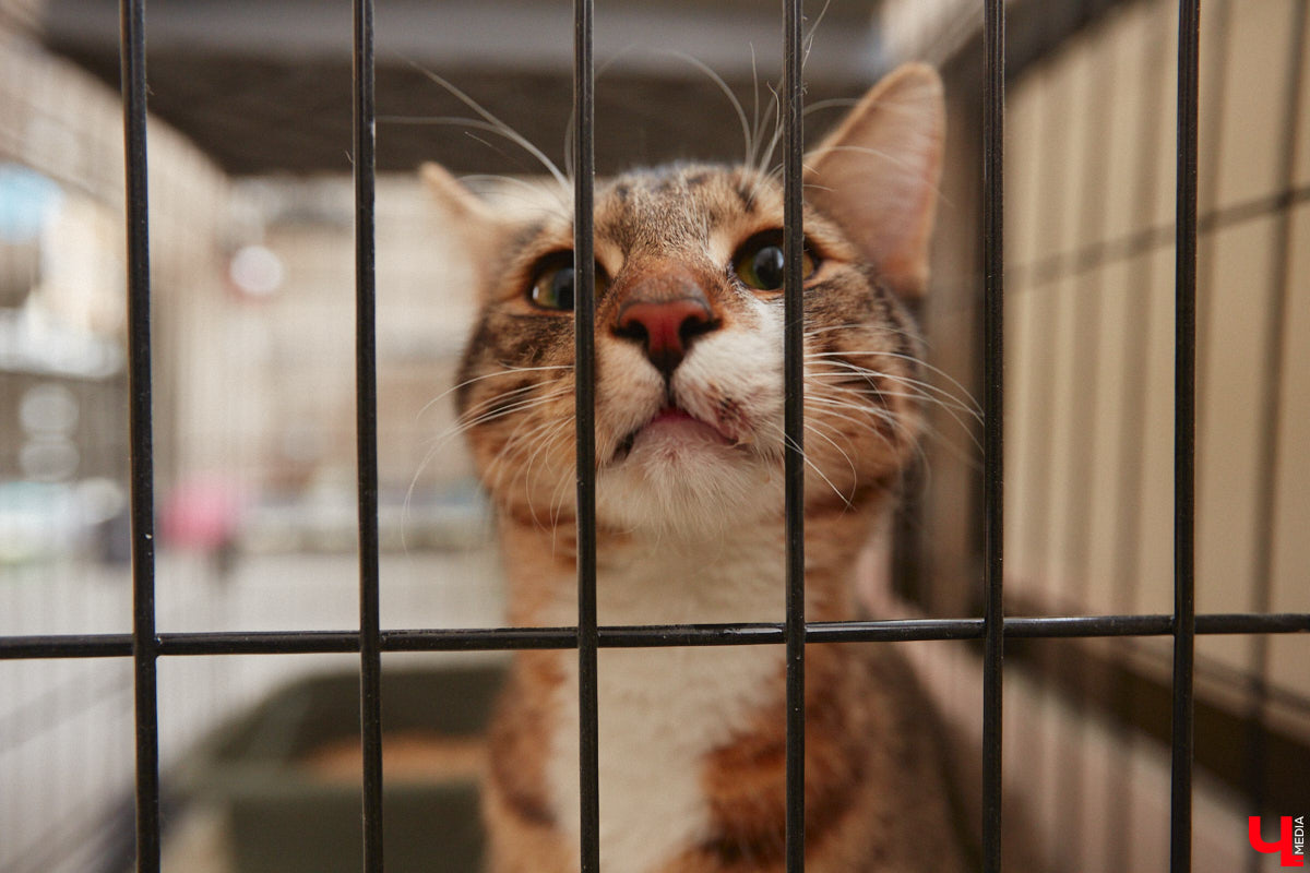 «Кошкиному дому» всего два месяца. Но за этот короткий срок уже порядка десяти его жильцов обрели новых хозяев. Для пушистых постояльцев оборудован комфортный зал, где также проводятся мероприятия для детей и взрослых. А на будущее у проекта масштабные планы. В гостях у центра добра побывал «Ключ-Медиа».