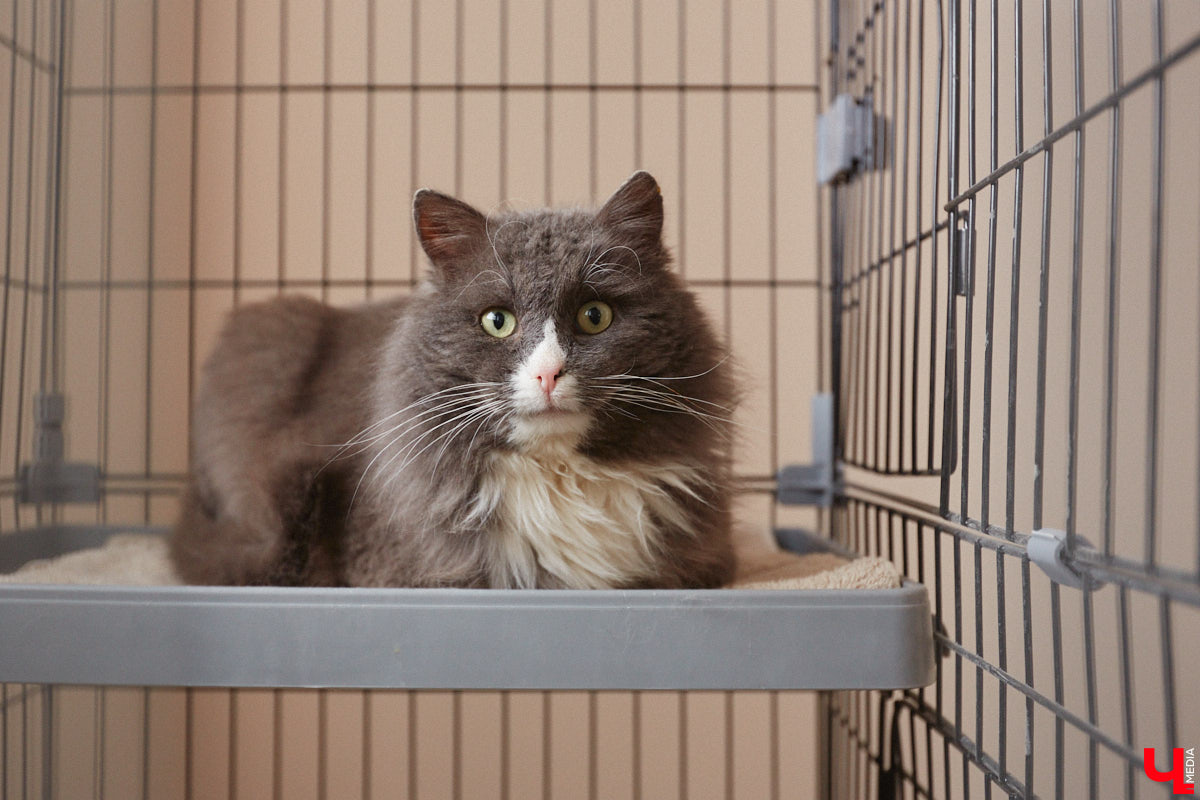 «Кошкиному дому» всего два месяца. Но за этот короткий срок уже порядка десяти его жильцов обрели новых хозяев. Для пушистых постояльцев оборудован комфортный зал, где также проводятся мероприятия для детей и взрослых. А на будущее у проекта масштабные планы. В гостях у центра добра побывал «Ключ-Медиа».