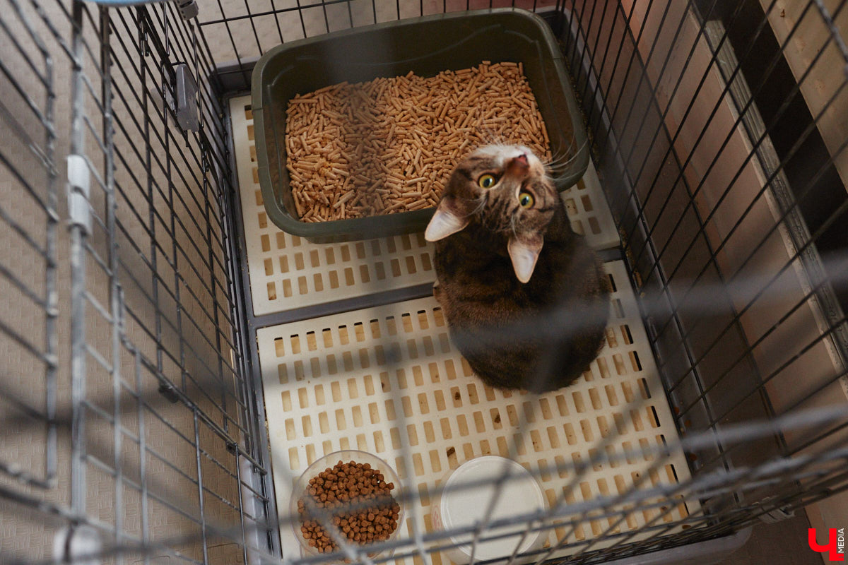 «Кошкиному дому» всего два месяца. Но за этот короткий срок уже порядка десяти его жильцов обрели новых хозяев. Для пушистых постояльцев оборудован комфортный зал, где также проводятся мероприятия для детей и взрослых. А на будущее у проекта масштабные планы. В гостях у центра добра побывал «Ключ-Медиа».