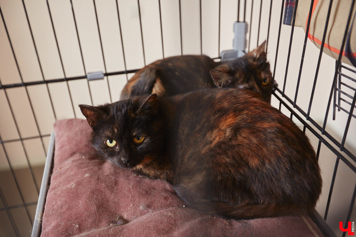 «Кошкиному дому» всего два месяца. Но за этот короткий срок уже порядка десяти его жильцов обрели новых хозяев. Для пушистых постояльцев оборудован комфортный зал, где также проводятся мероприятия для детей и взрослых. А на будущее у проекта масштабные планы. В гостях у центра добра побывал «Ключ-Медиа».