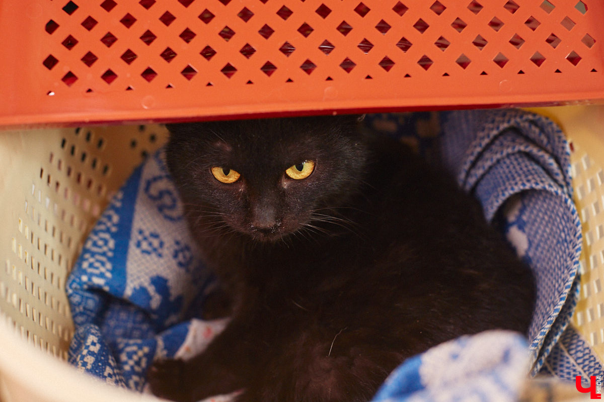 «Кошкиному дому» всего два месяца. Но за этот короткий срок уже порядка десяти его жильцов обрели новых хозяев. Для пушистых постояльцев оборудован комфортный зал, где также проводятся мероприятия для детей и взрослых. А на будущее у проекта масштабные планы. В гостях у центра добра побывал «Ключ-Медиа».