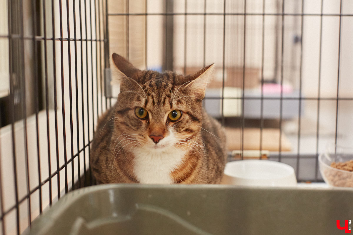 «Кошкиному дому» всего два месяца. Но за этот короткий срок уже порядка десяти его жильцов обрели новых хозяев. Для пушистых постояльцев оборудован комфортный зал, где также проводятся мероприятия для детей и взрослых. А на будущее у проекта масштабные планы. В гостях у центра добра побывал «Ключ-Медиа».