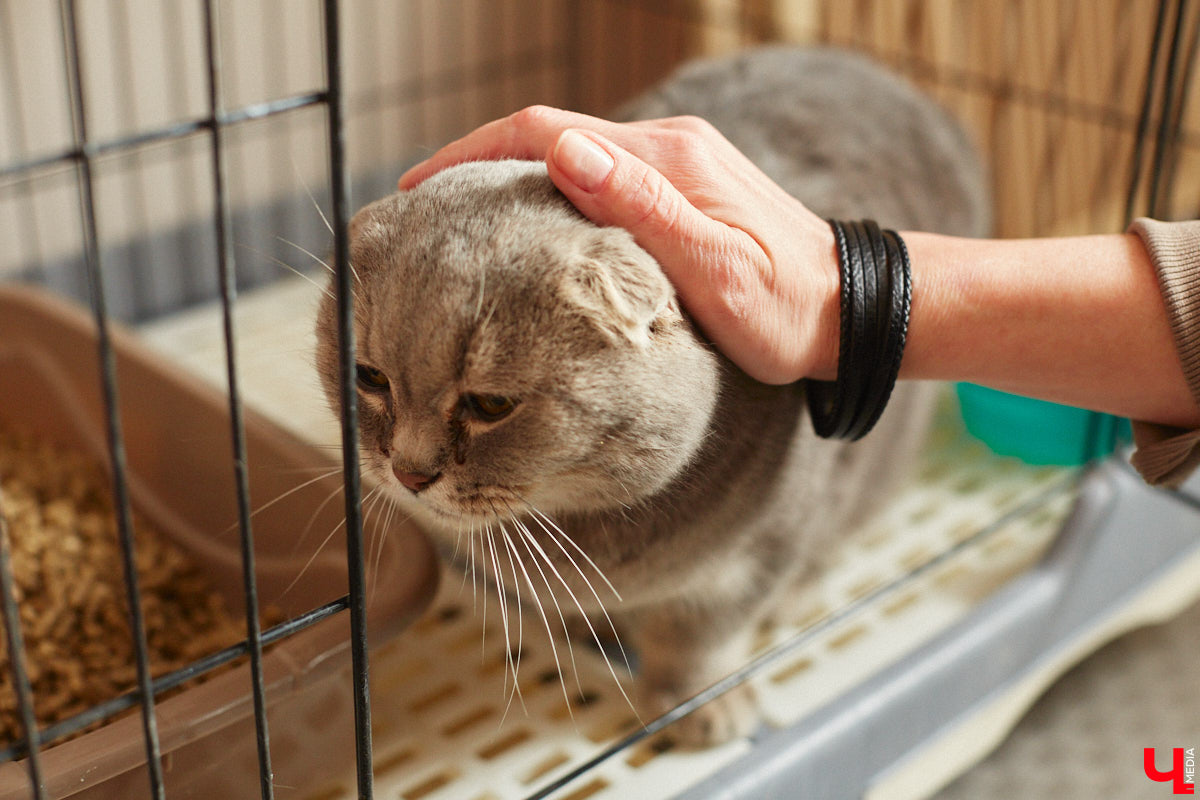 «Кошкиному дому» всего два месяца. Но за этот короткий срок уже порядка десяти его жильцов обрели новых хозяев. Для пушистых постояльцев оборудован комфортный зал, где также проводятся мероприятия для детей и взрослых. А на будущее у проекта масштабные планы. В гостях у центра добра побывал «Ключ-Медиа».