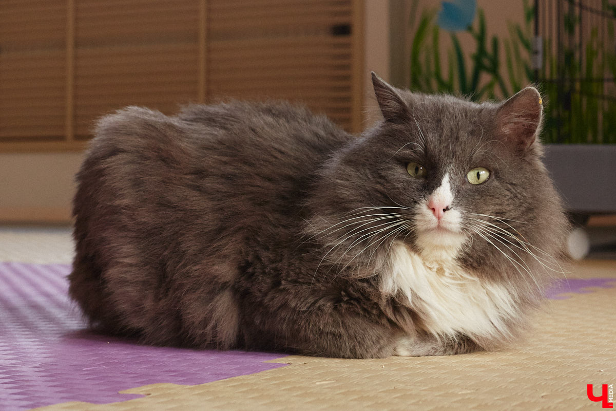 «Кошкиному дому» всего два месяца. Но за этот короткий срок уже порядка десяти его жильцов обрели новых хозяев. Для пушистых постояльцев оборудован комфортный зал, где также проводятся мероприятия для детей и взрослых. А на будущее у проекта масштабные планы. В гостях у центра добра побывал «Ключ-Медиа».