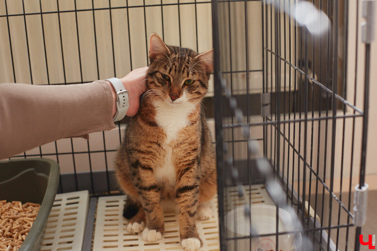 «Кошкиному дому» всего два месяца. Но за этот короткий срок уже порядка десяти его жильцов обрели новых хозяев. Для пушистых постояльцев оборудован комфортный зал, где также проводятся мероприятия для детей и взрослых. А на будущее у проекта масштабные планы. В гостях у центра добра побывал «Ключ-Медиа».