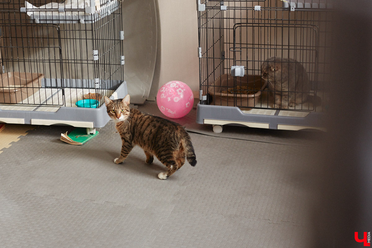 «Кошкиному дому» всего два месяца. Но за этот короткий срок уже порядка десяти его жильцов обрели новых хозяев. Для пушистых постояльцев оборудован комфортный зал, где также проводятся мероприятия для детей и взрослых. А на будущее у проекта масштабные планы. В гостях у центра добра побывал «Ключ-Медиа».