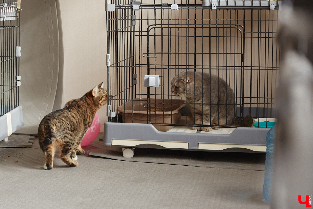 «Кошкиному дому» всего два месяца. Но за этот короткий срок уже порядка десяти его жильцов обрели новых хозяев. Для пушистых постояльцев оборудован комфортный зал, где также проводятся мероприятия для детей и взрослых. А на будущее у проекта масштабные планы. В гостях у центра добра побывал «Ключ-Медиа».