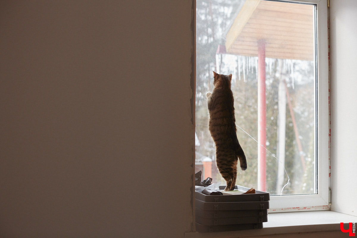 «Кошкиному дому» всего два месяца. Но за этот короткий срок уже порядка десяти его жильцов обрели новых хозяев. Для пушистых постояльцев оборудован комфортный зал, где также проводятся мероприятия для детей и взрослых. А на будущее у проекта масштабные планы. В гостях у центра добра побывал «Ключ-Медиа».