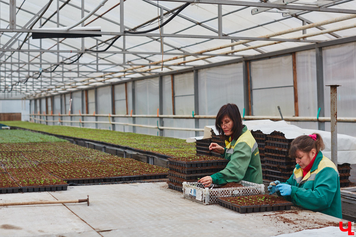 В столице 33-го региона обещают высадить в этом году рекордное количество однолетних и многолетних цветов — целый миллион! Также в городе появится больше сотни благоухающих точек на карте, причем 28 из них — в новых местах. Первые растения начнут радовать глаз уже через полтора месяца. Пока же они ждут своего часа в муниципальной теплице, куда и заглянул «Ключ-Медиа».