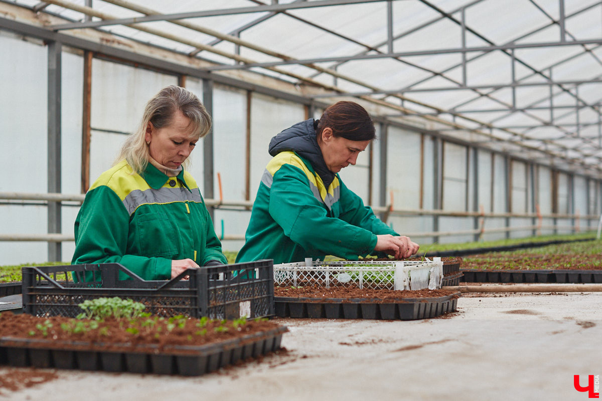 В столице 33-го региона обещают высадить в этом году рекордное количество однолетних и многолетних цветов — целый миллион! Также в городе появится больше сотни благоухающих точек на карте, причем 28 из них — в новых местах. Первые растения начнут радовать глаз уже через полтора месяца. Пока же они ждут своего часа в муниципальной теплице, куда и заглянул «Ключ-Медиа».