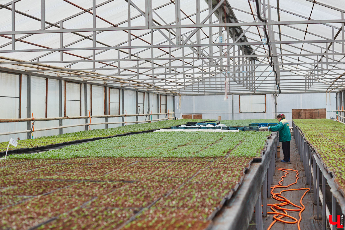 В столице 33-го региона обещают высадить в этом году рекордное количество однолетних и многолетних цветов — целый миллион! Также в городе появится больше сотни благоухающих точек на карте, причем 28 из них — в новых местах. Первые растения начнут радовать глаз уже через полтора месяца. Пока же они ждут своего часа в муниципальной теплице, куда и заглянул «Ключ-Медиа».