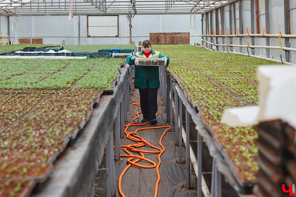 В столице 33-го региона обещают высадить в этом году рекордное количество однолетних и многолетних цветов — целый миллион! Также в городе появится больше сотни благоухающих точек на карте, причем 28 из них — в новых местах. Первые растения начнут радовать глаз уже через полтора месяца. Пока же они ждут своего часа в муниципальной теплице, куда и заглянул «Ключ-Медиа».