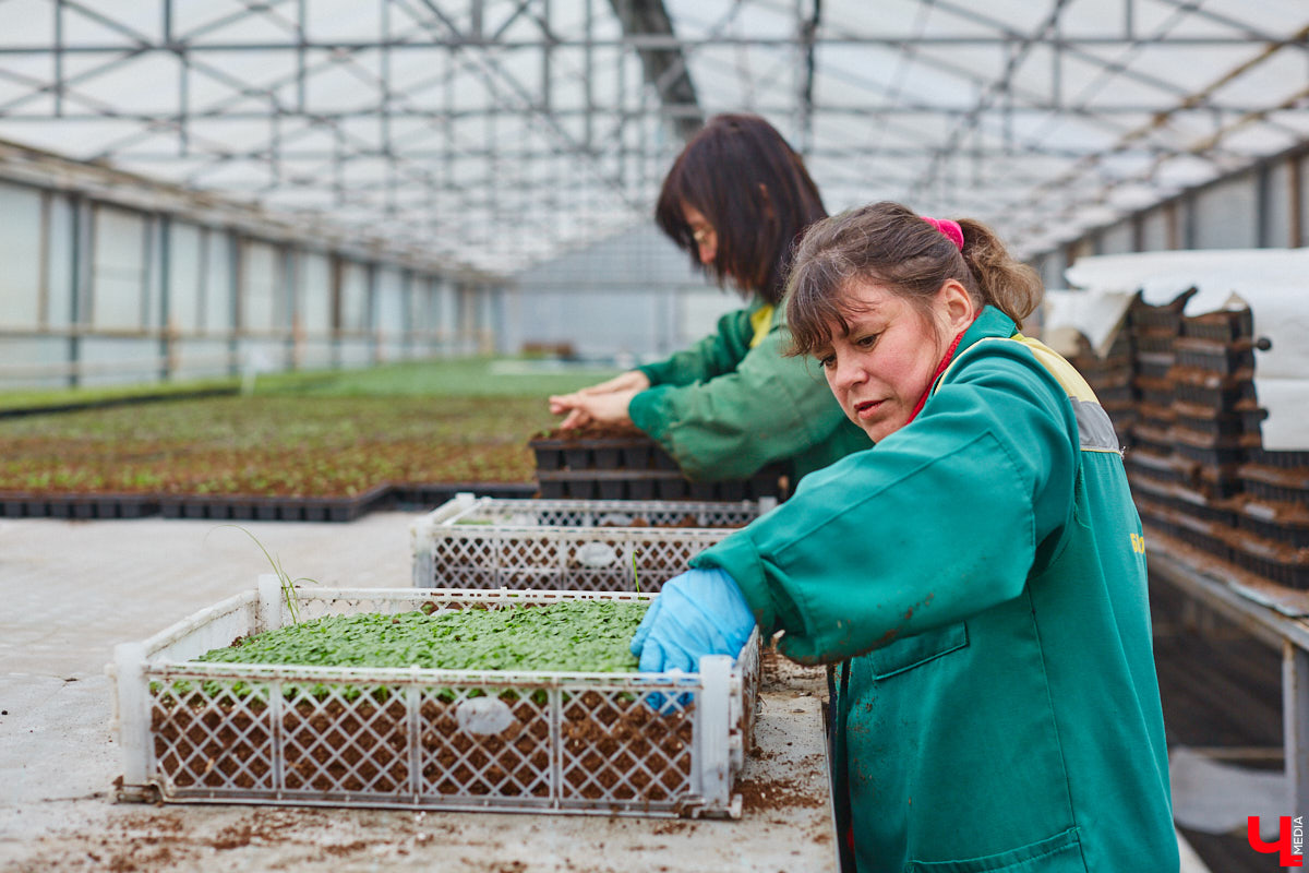 В столице 33-го региона обещают высадить в этом году рекордное количество однолетних и многолетних цветов — целый миллион! Также в городе появится больше сотни благоухающих точек на карте, причем 28 из них — в новых местах. Первые растения начнут радовать глаз уже через полтора месяца. Пока же они ждут своего часа в муниципальной теплице, куда и заглянул «Ключ-Медиа».