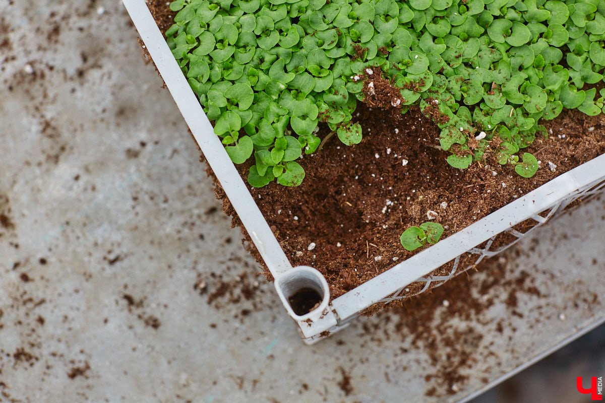 В столице 33-го региона обещают высадить в этом году рекордное количество однолетних и многолетних цветов — целый миллион! Также в городе появится больше сотни благоухающих точек на карте, причем 28 из них — в новых местах. Первые растения начнут радовать глаз уже через полтора месяца. Пока же они ждут своего часа в муниципальной теплице, куда и заглянул «Ключ-Медиа».