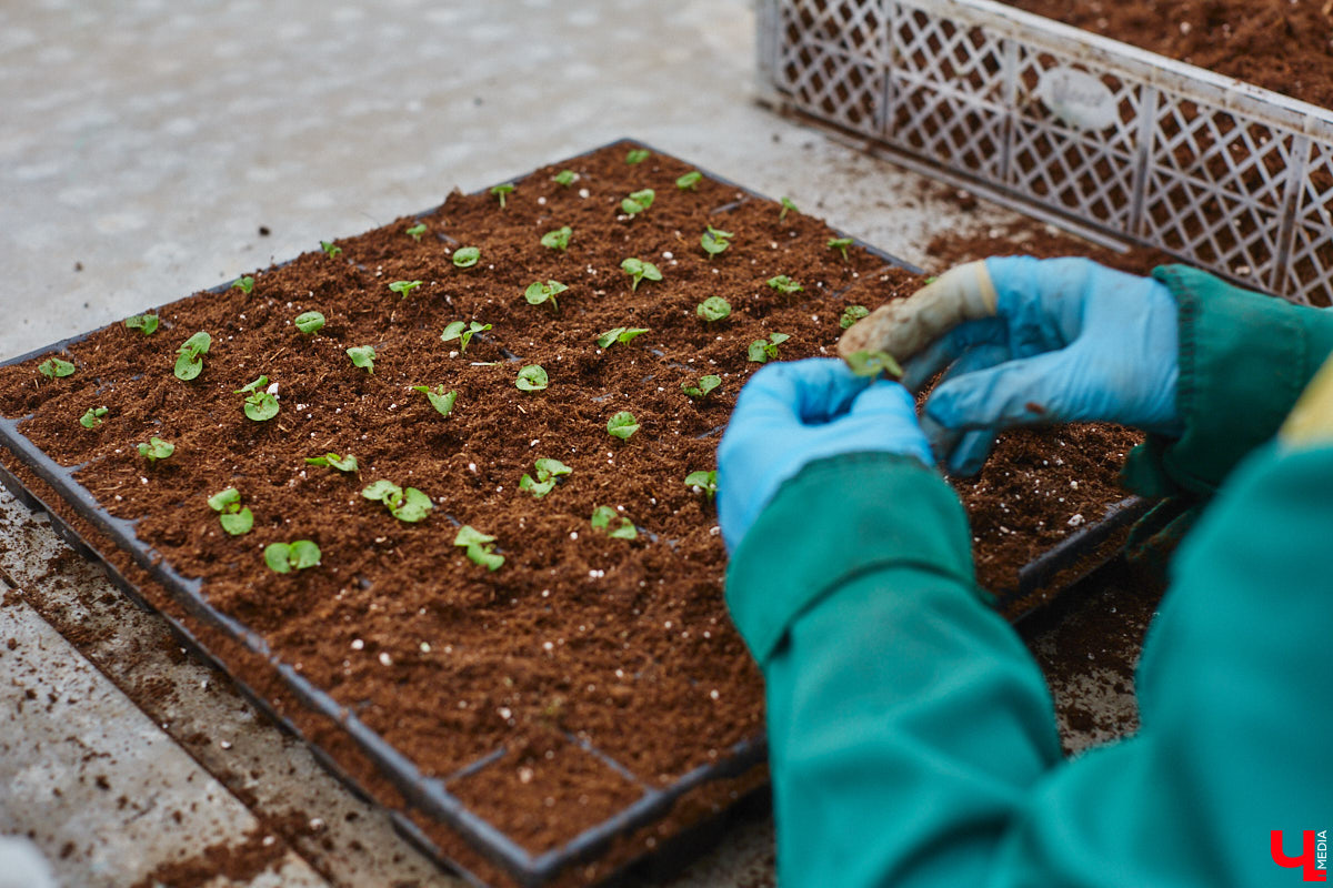 В столице 33-го региона обещают высадить в этом году рекордное количество однолетних и многолетних цветов — целый миллион! Также в городе появится больше сотни благоухающих точек на карте, причем 28 из них — в новых местах. Первые растения начнут радовать глаз уже через полтора месяца. Пока же они ждут своего часа в муниципальной теплице, куда и заглянул «Ключ-Медиа».