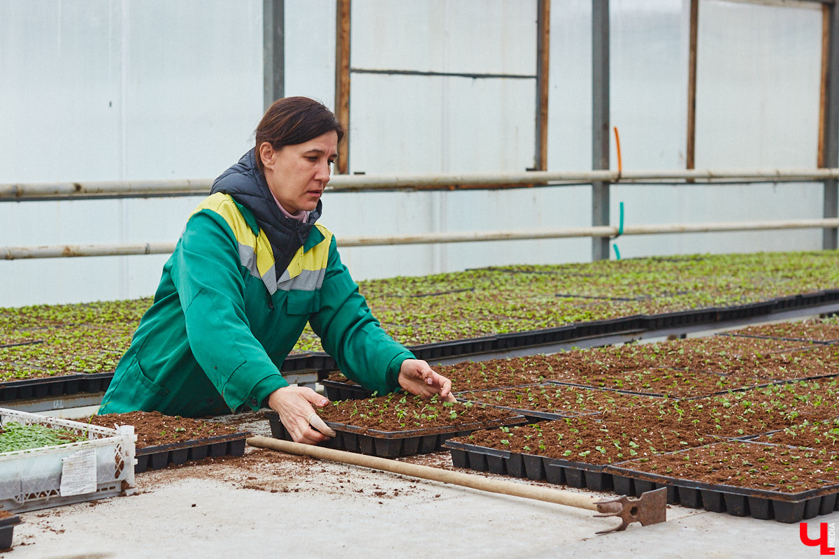 В столице 33-го региона обещают высадить в этом году рекордное количество однолетних и многолетних цветов — целый миллион! Также в городе появится больше сотни благоухающих точек на карте, причем 28 из них — в новых местах. Первые растения начнут радовать глаз уже через полтора месяца. Пока же они ждут своего часа в муниципальной теплице, куда и заглянул «Ключ-Медиа».
