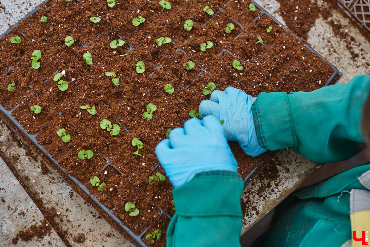 В столице 33-го региона обещают высадить в этом году рекордное количество однолетних и многолетних цветов — целый миллион! Также в городе появится больше сотни благоухающих точек на карте, причем 28 из них — в новых местах. Первые растения начнут радовать глаз уже через полтора месяца. Пока же они ждут своего часа в муниципальной теплице, куда и заглянул «Ключ-Медиа».