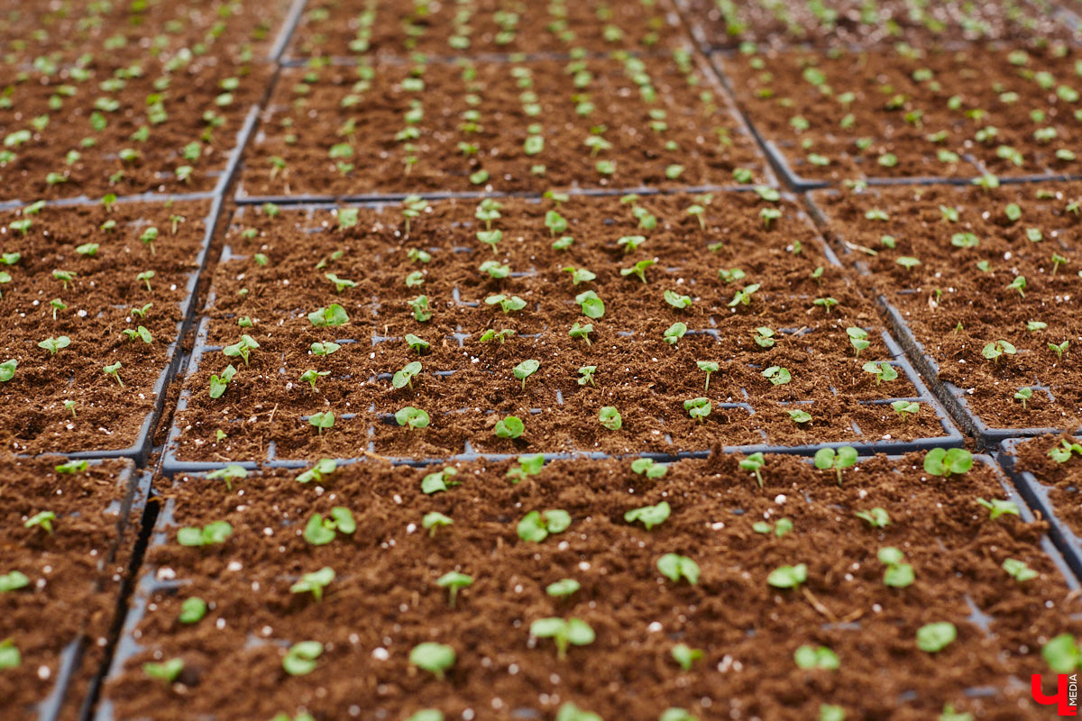 В столице 33-го региона обещают высадить в этом году рекордное количество однолетних и многолетних цветов — целый миллион! Также в городе появится больше сотни благоухающих точек на карте, причем 28 из них — в новых местах. Первые растения начнут радовать глаз уже через полтора месяца. Пока же они ждут своего часа в муниципальной теплице, куда и заглянул «Ключ-Медиа».