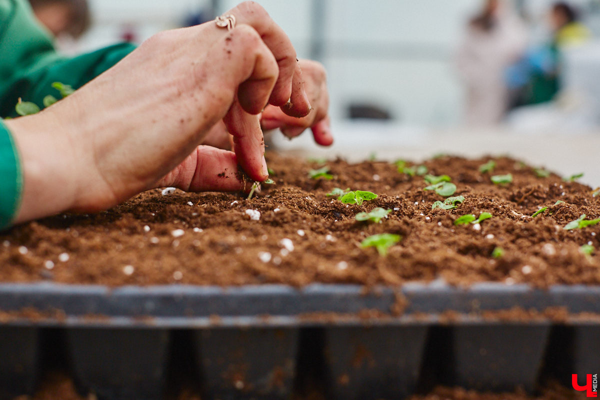В столице 33-го региона обещают высадить в этом году рекордное количество однолетних и многолетних цветов — целый миллион! Также в городе появится больше сотни благоухающих точек на карте, причем 28 из них — в новых местах. Первые растения начнут радовать глаз уже через полтора месяца. Пока же они ждут своего часа в муниципальной теплице, куда и заглянул «Ключ-Медиа».