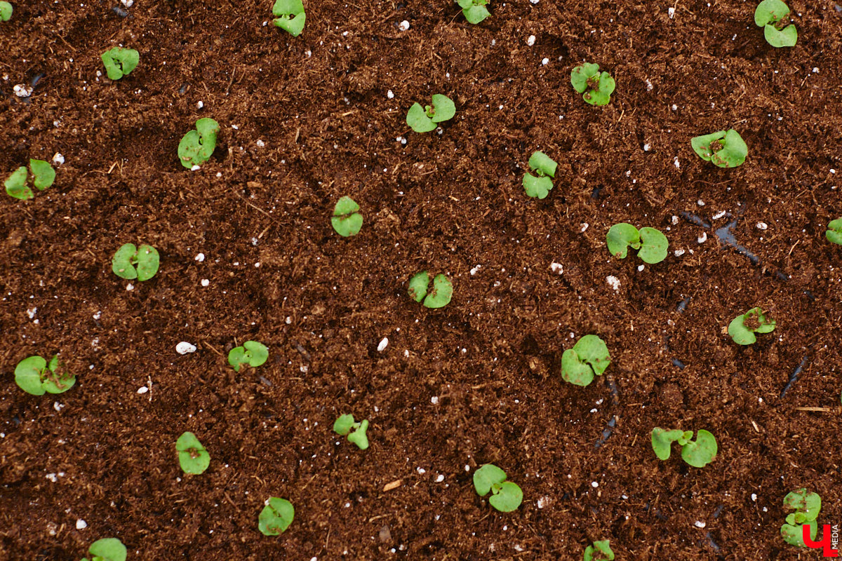 В столице 33-го региона обещают высадить в этом году рекордное количество однолетних и многолетних цветов — целый миллион! Также в городе появится больше сотни благоухающих точек на карте, причем 28 из них — в новых местах. Первые растения начнут радовать глаз уже через полтора месяца. Пока же они ждут своего часа в муниципальной теплице, куда и заглянул «Ключ-Медиа».