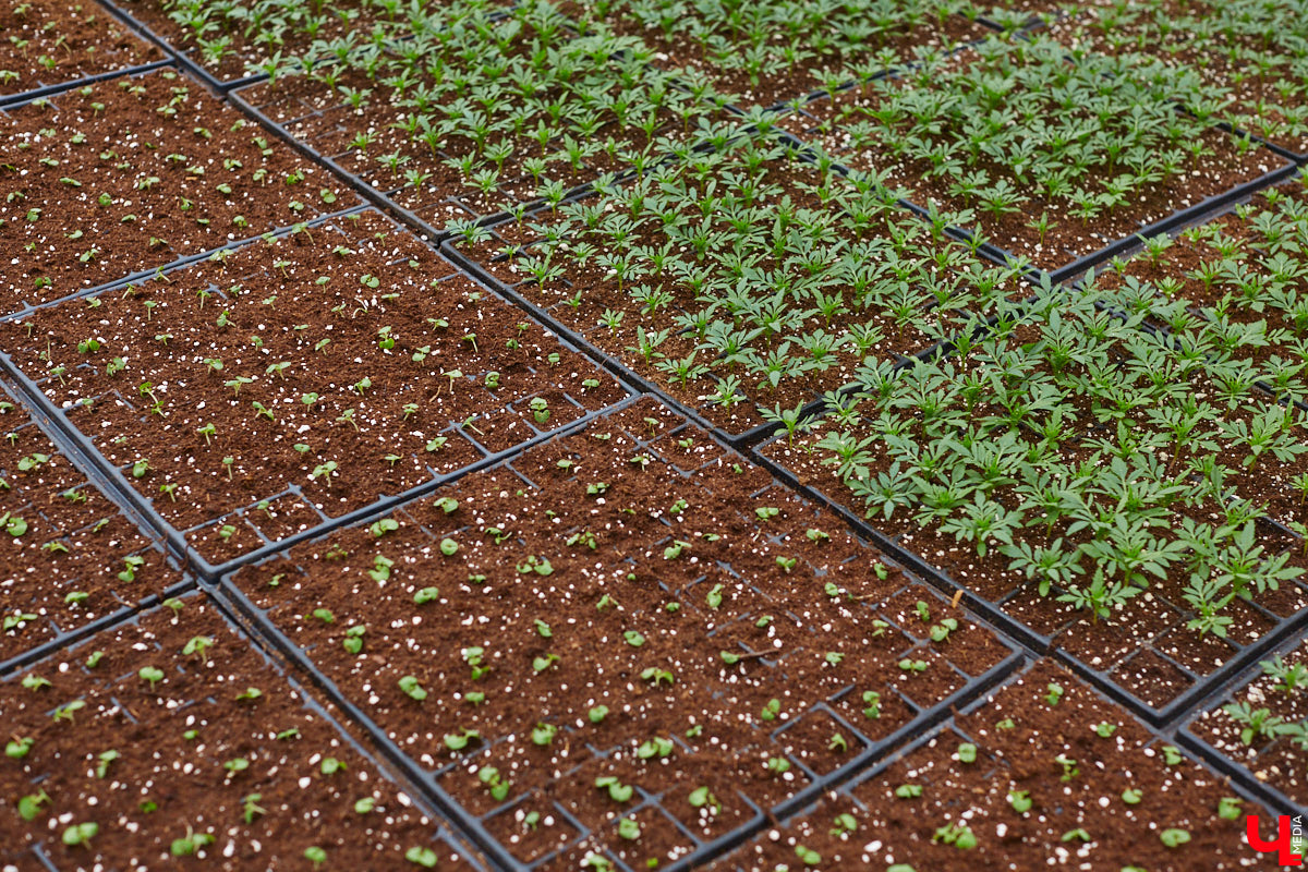 В столице 33-го региона обещают высадить в этом году рекордное количество однолетних и многолетних цветов — целый миллион! Также в городе появится больше сотни благоухающих точек на карте, причем 28 из них — в новых местах. Первые растения начнут радовать глаз уже через полтора месяца. Пока же они ждут своего часа в муниципальной теплице, куда и заглянул «Ключ-Медиа».