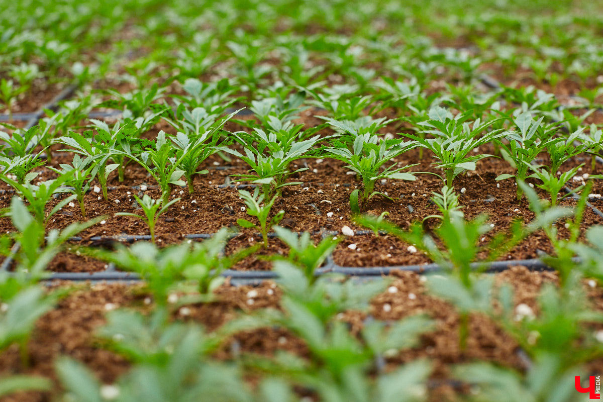 В столице 33-го региона обещают высадить в этом году рекордное количество однолетних и многолетних цветов — целый миллион! Также в городе появится больше сотни благоухающих точек на карте, причем 28 из них — в новых местах. Первые растения начнут радовать глаз уже через полтора месяца. Пока же они ждут своего часа в муниципальной теплице, куда и заглянул «Ключ-Медиа».