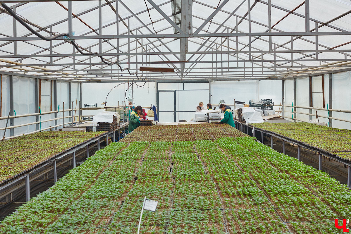 В столице 33-го региона обещают высадить в этом году рекордное количество однолетних и многолетних цветов — целый миллион! Также в городе появится больше сотни благоухающих точек на карте, причем 28 из них — в новых местах. Первые растения начнут радовать глаз уже через полтора месяца. Пока же они ждут своего часа в муниципальной теплице, куда и заглянул «Ключ-Медиа».