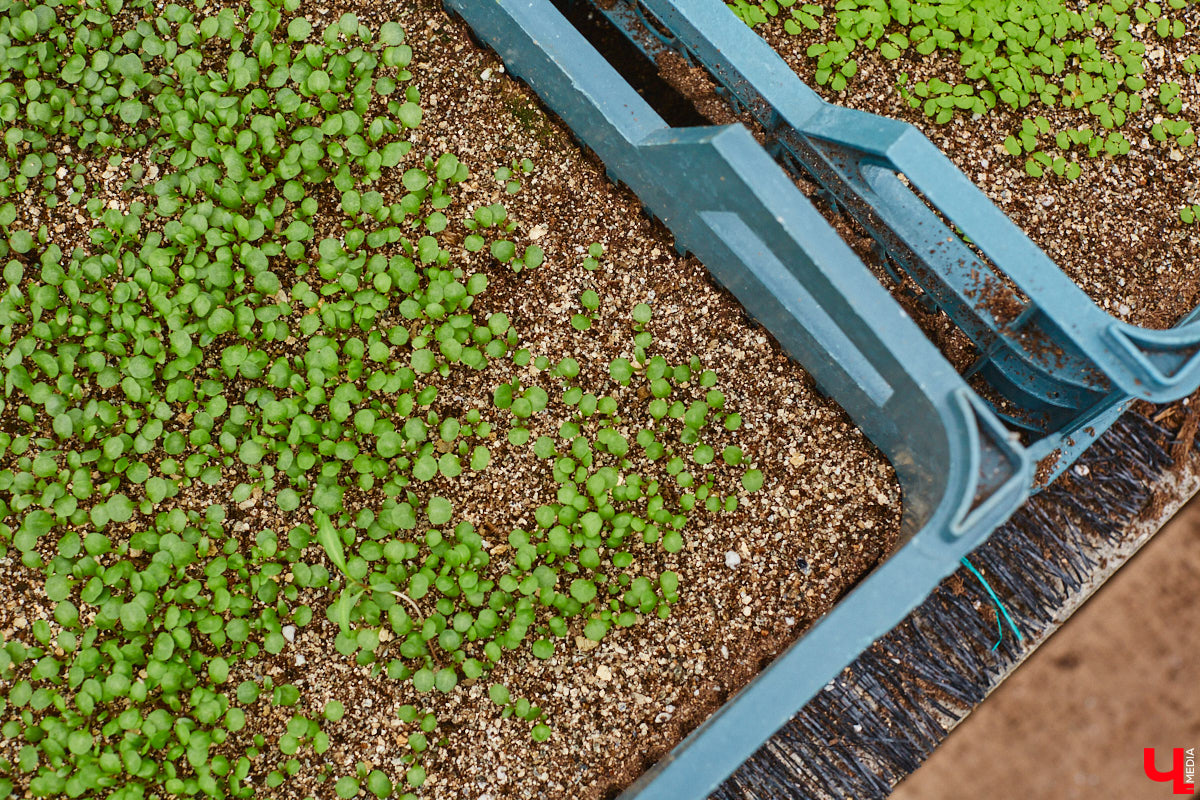 В столице 33-го региона обещают высадить в этом году рекордное количество однолетних и многолетних цветов — целый миллион! Также в городе появится больше сотни благоухающих точек на карте, причем 28 из них — в новых местах. Первые растения начнут радовать глаз уже через полтора месяца. Пока же они ждут своего часа в муниципальной теплице, куда и заглянул «Ключ-Медиа».