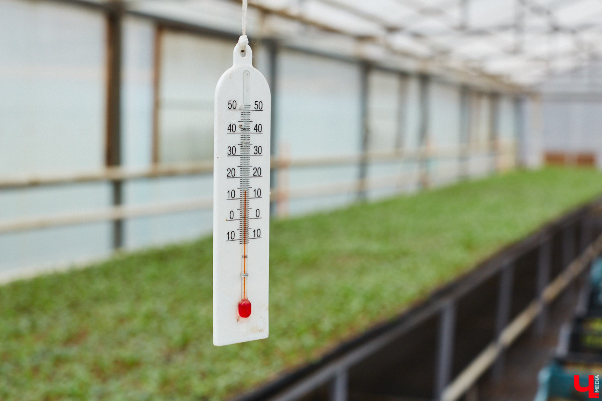 В столице 33-го региона обещают высадить в этом году рекордное количество однолетних и многолетних цветов — целый миллион! Также в городе появится больше сотни благоухающих точек на карте, причем 28 из них — в новых местах. Первые растения начнут радовать глаз уже через полтора месяца. Пока же они ждут своего часа в муниципальной теплице, куда и заглянул «Ключ-Медиа».