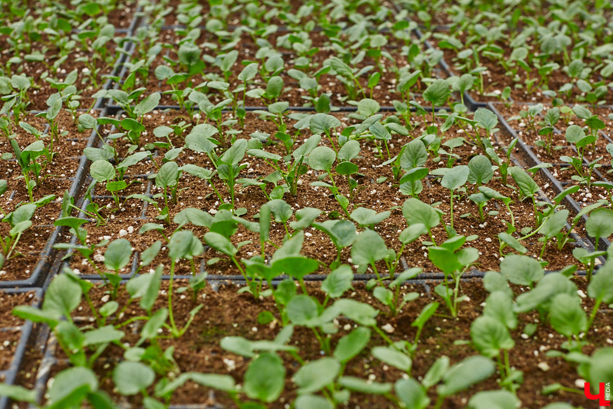 В столице 33-го региона обещают высадить в этом году рекордное количество однолетних и многолетних цветов — целый миллион! Также в городе появится больше сотни благоухающих точек на карте, причем 28 из них — в новых местах. Первые растения начнут радовать глаз уже через полтора месяца. Пока же они ждут своего часа в муниципальной теплице, куда и заглянул «Ключ-Медиа».