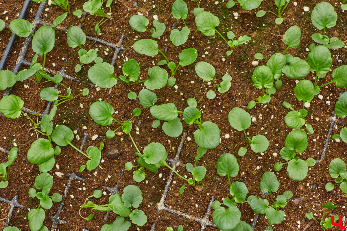 В столице 33-го региона обещают высадить в этом году рекордное количество однолетних и многолетних цветов — целый миллион! Также в городе появится больше сотни благоухающих точек на карте, причем 28 из них — в новых местах. Первые растения начнут радовать глаз уже через полтора месяца. Пока же они ждут своего часа в муниципальной теплице, куда и заглянул «Ключ-Медиа».