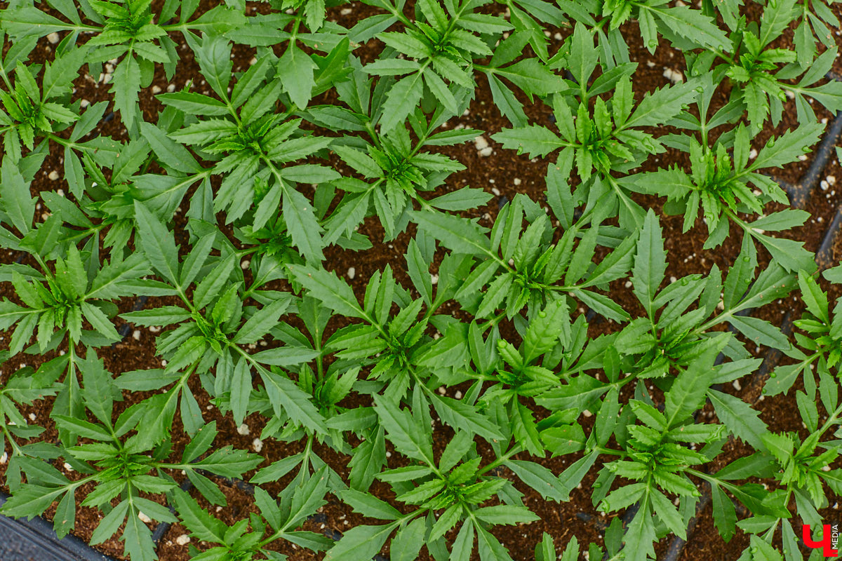 В столице 33-го региона обещают высадить в этом году рекордное количество однолетних и многолетних цветов — целый миллион! Также в городе появится больше сотни благоухающих точек на карте, причем 28 из них — в новых местах. Первые растения начнут радовать глаз уже через полтора месяца. Пока же они ждут своего часа в муниципальной теплице, куда и заглянул «Ключ-Медиа».