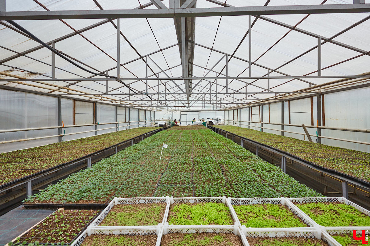 В столице 33-го региона обещают высадить в этом году рекордное количество однолетних и многолетних цветов — целый миллион! Также в городе появится больше сотни благоухающих точек на карте, причем 28 из них — в новых местах. Первые растения начнут радовать глаз уже через полтора месяца. Пока же они ждут своего часа в муниципальной теплице, куда и заглянул «Ключ-Медиа».