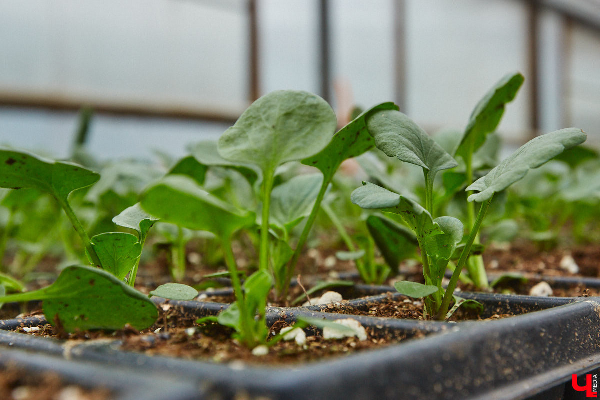 В столице 33-го региона обещают высадить в этом году рекордное количество однолетних и многолетних цветов — целый миллион! Также в городе появится больше сотни благоухающих точек на карте, причем 28 из них — в новых местах. Первые растения начнут радовать глаз уже через полтора месяца. Пока же они ждут своего часа в муниципальной теплице, куда и заглянул «Ключ-Медиа».