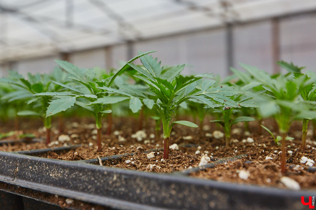 В столице 33-го региона обещают высадить в этом году рекордное количество однолетних и многолетних цветов — целый миллион! Также в городе появится больше сотни благоухающих точек на карте, причем 28 из них — в новых местах. Первые растения начнут радовать глаз уже через полтора месяца. Пока же они ждут своего часа в муниципальной теплице, куда и заглянул «Ключ-Медиа».