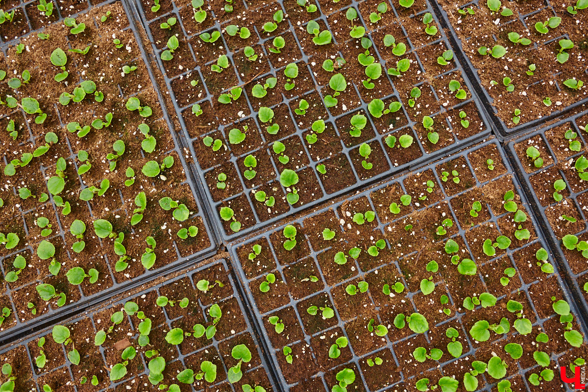 В столице 33-го региона обещают высадить в этом году рекордное количество однолетних и многолетних цветов — целый миллион! Также в городе появится больше сотни благоухающих точек на карте, причем 28 из них — в новых местах. Первые растения начнут радовать глаз уже через полтора месяца. Пока же они ждут своего часа в муниципальной теплице, куда и заглянул «Ключ-Медиа».
