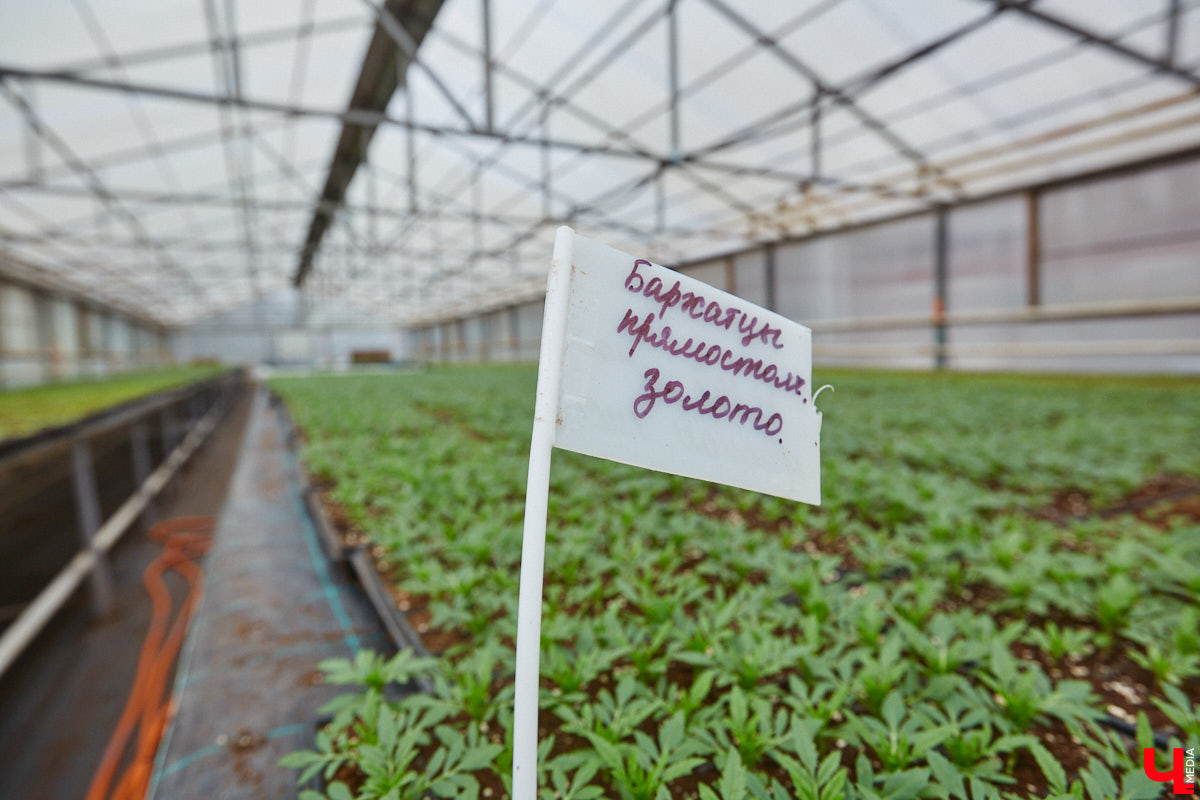 В столице 33-го региона обещают высадить в этом году рекордное количество однолетних и многолетних цветов — целый миллион! Также в городе появится больше сотни благоухающих точек на карте, причем 28 из них — в новых местах. Первые растения начнут радовать глаз уже через полтора месяца. Пока же они ждут своего часа в муниципальной теплице, куда и заглянул «Ключ-Медиа».