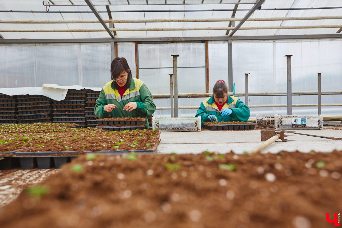 В столице 33-го региона обещают высадить в этом году рекордное количество однолетних и многолетних цветов — целый миллион! Также в городе появится больше сотни благоухающих точек на карте, причем 28 из них — в новых местах. Первые растения начнут радовать глаз уже через полтора месяца. Пока же они ждут своего часа в муниципальной теплице, куда и заглянул «Ключ-Медиа».