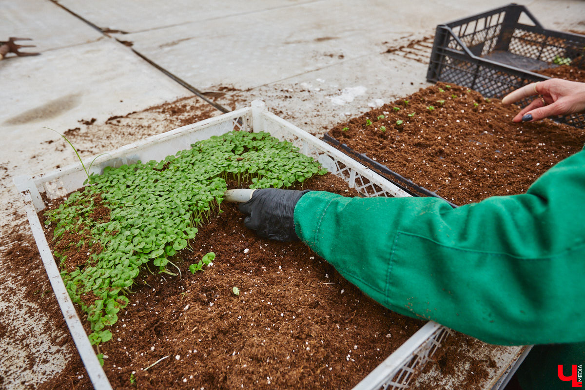В столице 33-го региона обещают высадить в этом году рекордное количество однолетних и многолетних цветов — целый миллион! Также в городе появится больше сотни благоухающих точек на карте, причем 28 из них — в новых местах. Первые растения начнут радовать глаз уже через полтора месяца. Пока же они ждут своего часа в муниципальной теплице, куда и заглянул «Ключ-Медиа».