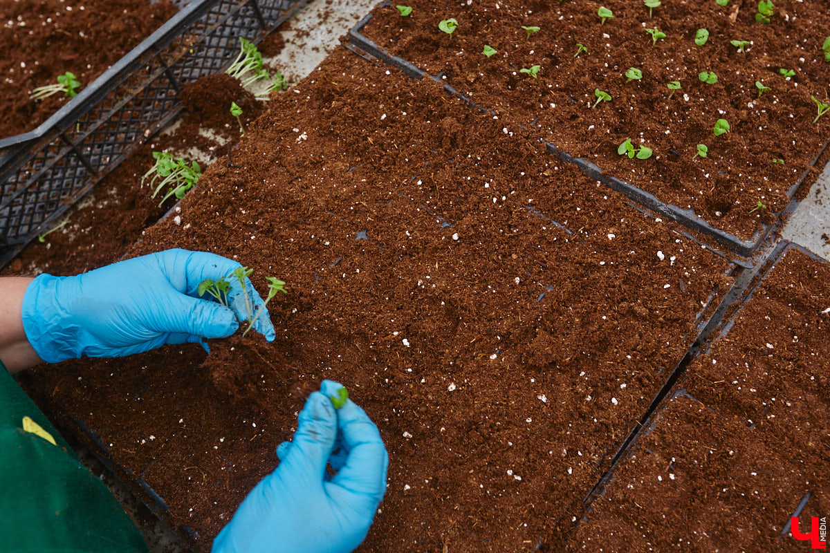 В столице 33-го региона обещают высадить в этом году рекордное количество однолетних и многолетних цветов — целый миллион! Также в городе появится больше сотни благоухающих точек на карте, причем 28 из них — в новых местах. Первые растения начнут радовать глаз уже через полтора месяца. Пока же они ждут своего часа в муниципальной теплице, куда и заглянул «Ключ-Медиа».