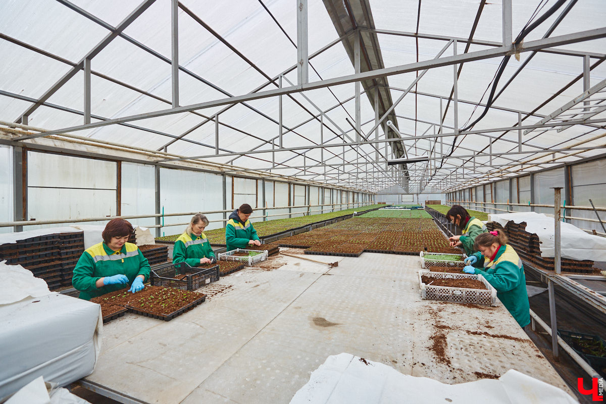 В столице 33-го региона обещают высадить в этом году рекордное количество однолетних и многолетних цветов — целый миллион! Также в городе появится больше сотни благоухающих точек на карте, причем 28 из них — в новых местах. Первые растения начнут радовать глаз уже через полтора месяца. Пока же они ждут своего часа в муниципальной теплице, куда и заглянул «Ключ-Медиа».