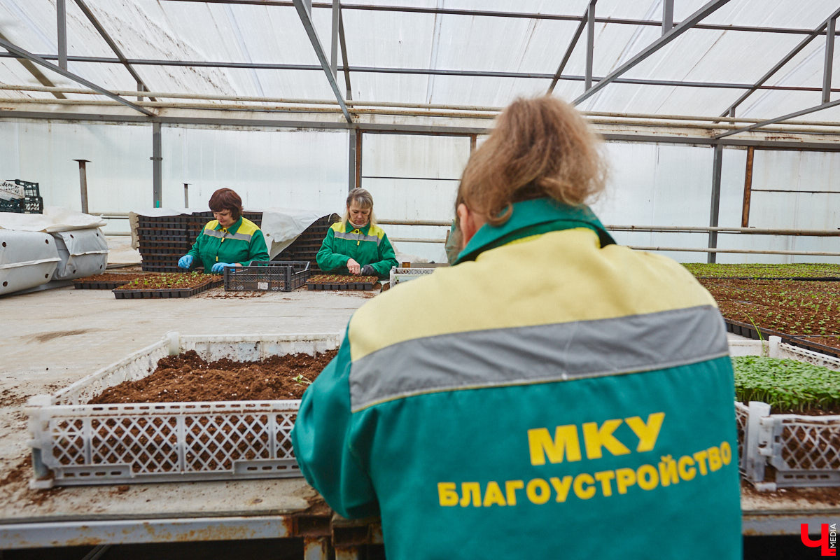 В столице 33-го региона обещают высадить в этом году рекордное количество однолетних и многолетних цветов — целый миллион! Также в городе появится больше сотни благоухающих точек на карте, причем 28 из них — в новых местах. Первые растения начнут радовать глаз уже через полтора месяца. Пока же они ждут своего часа в муниципальной теплице, куда и заглянул «Ключ-Медиа».