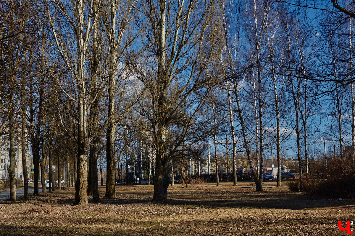 Весной так и тянет гулять, правда, во Владимире комфортных для этого пространств крайне мало. Даже благоустроенные ранее площадки не выдерживают смены сезонов и вновь требуют улучшений. «Ключ-Медиа» собрал пять зеленых зон, которые вскоре должны преобразиться, но к проектам у жителей есть вопросы.