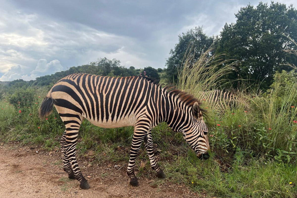 Вы знаете, сколько стоит ведение беременности и роды в Южно-Африканской Республике, если нет медицинской страховки? Отвечаем: примерно 400 тысяч рублей. Такую сумму пришлось потратить жительнице Владимира Юлии Назаровой, которая вслед за мужем переехала в ЮАР и стала там мамой во второй раз.