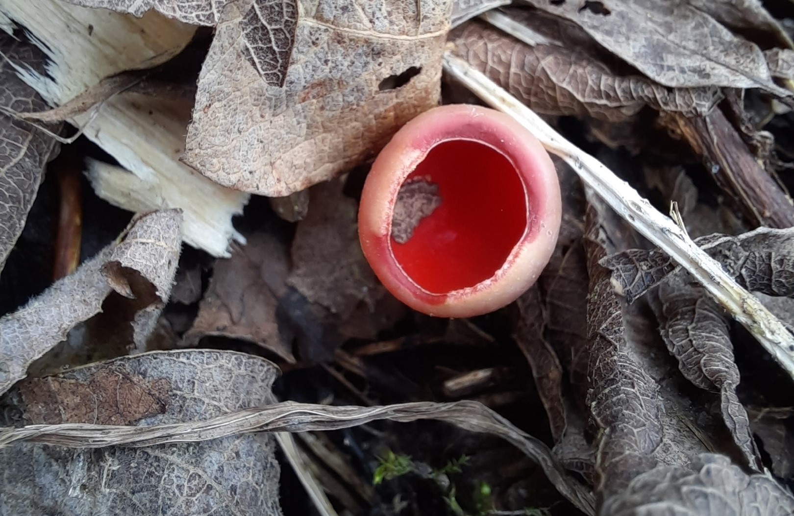 Едва грибники успели достать корзинки и отправиться в лес, как в регионе вновь наступила зима. Однако любители тихой охоты снегу только рады! Влаги в этом году мало, и любые осадки хорошему урожаю точно не помешают. Какими ценными находками владимирцы открыли сезон и где встретили редкое «молодильное яблочко» — узнал «Ключ-Медиа»!