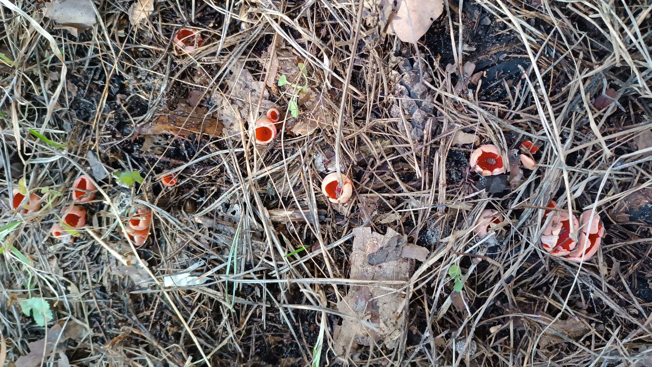 Едва грибники успели достать корзинки и отправиться в лес, как в регионе вновь наступила зима. Однако любители тихой охоты снегу только рады! Влаги в этом году мало, и любые осадки хорошему урожаю точно не помешают. Какими ценными находками владимирцы открыли сезон и где встретили редкое «молодильное яблочко» — узнал «Ключ-Медиа»!