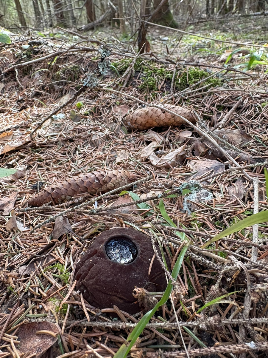 Едва грибники успели достать корзинки и отправиться в лес, как в регионе вновь наступила зима. Однако любители тихой охоты снегу только рады! Влаги в этом году мало, и любые осадки хорошему урожаю точно не помешают. Какими ценными находками владимирцы открыли сезон и где встретили редкое «молодильное яблочко» — узнал «Ключ-Медиа»!