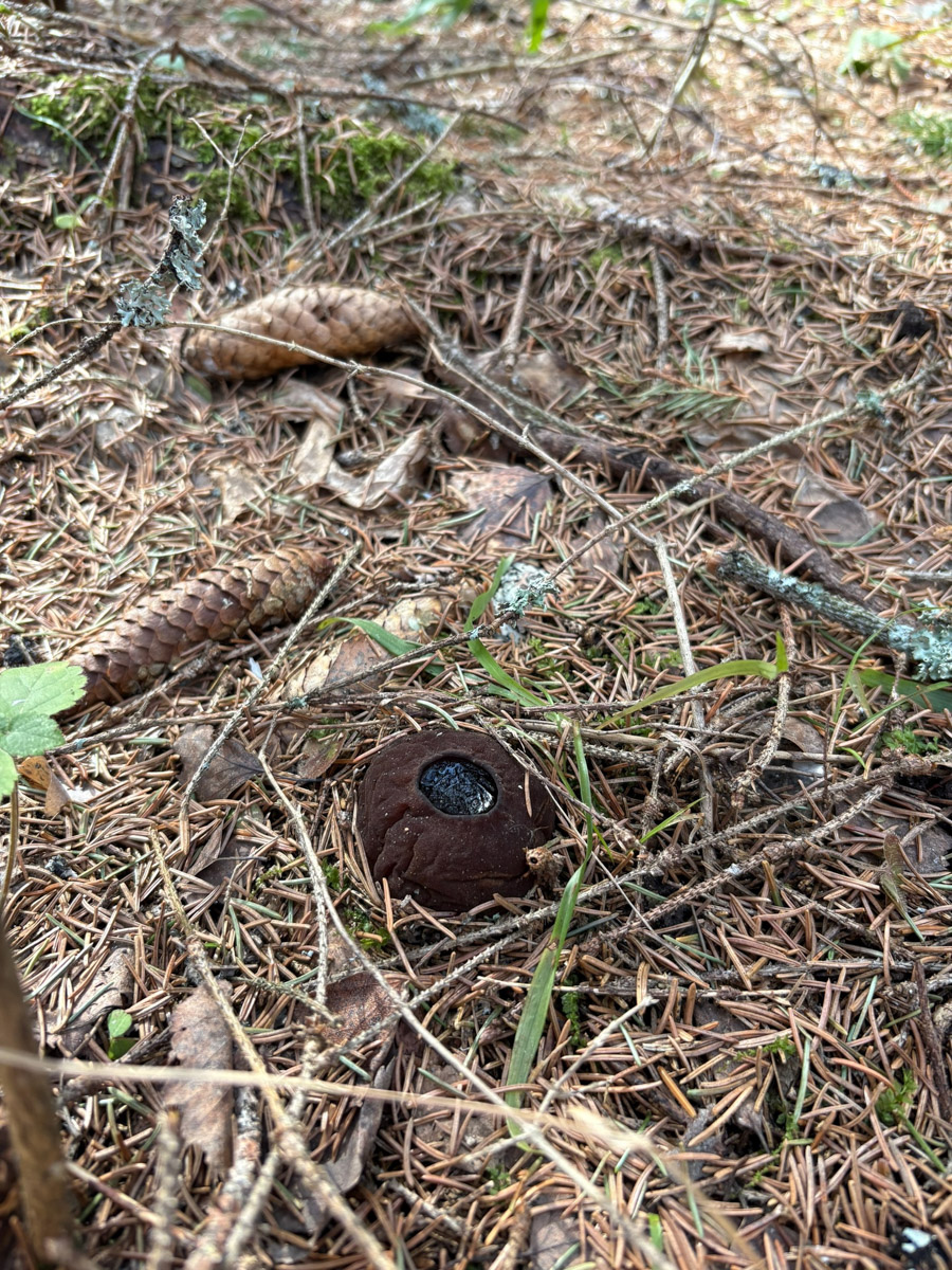 Едва грибники успели достать корзинки и отправиться в лес, как в регионе вновь наступила зима. Однако любители тихой охоты снегу только рады! Влаги в этом году мало, и любые осадки хорошему урожаю точно не помешают. Какими ценными находками владимирцы открыли сезон и где встретили редкое «молодильное яблочко» — узнал «Ключ-Медиа»!