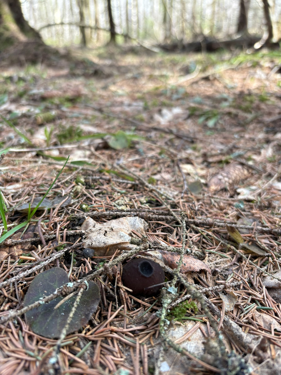 Едва грибники успели достать корзинки и отправиться в лес, как в регионе вновь наступила зима. Однако любители тихой охоты снегу только рады! Влаги в этом году мало, и любые осадки хорошему урожаю точно не помешают. Какими ценными находками владимирцы открыли сезон и где встретили редкое «молодильное яблочко» — узнал «Ключ-Медиа»!