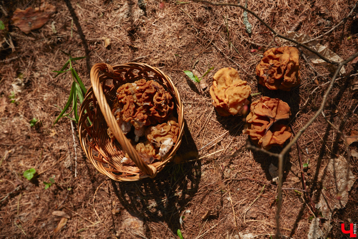 Едва грибники успели достать корзинки и отправиться в лес, как в регионе вновь наступила зима. Однако любители тихой охоты снегу только рады! Влаги в этом году мало, и любые осадки хорошему урожаю точно не помешают. Какими ценными находками владимирцы открыли сезон и где встретили редкое «молодильное яблочко» — узнал «Ключ-Медиа»!